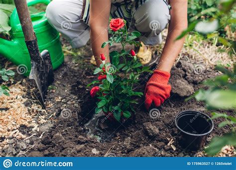 Woman Gardener Transplanting Red Roses Flowers From Pot Into Wet Soil