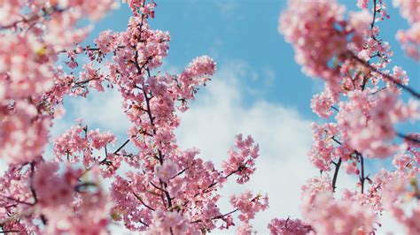 Oil Diffuser Anime Japanese Cherry Blossom Tree Background Cherry