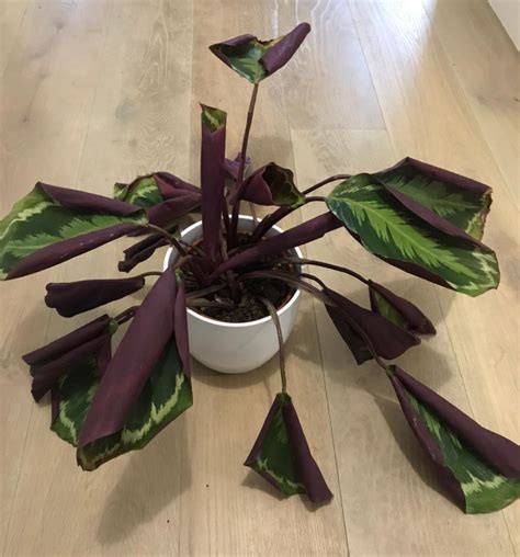 Houseplant Leaves Curling Up Osera