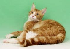 images  cats  sorts  pinterest cat breeds selkirk rex  lynx