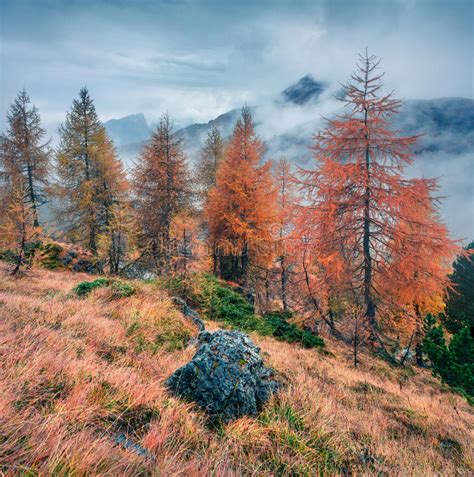 Fantastic Foggy View Of Dolomite Alps With Yellow Pine Trees Stock