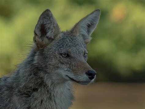 Coyote Portrait Photograph By David March Pixels