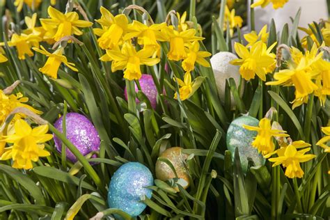 The Best Easter Plants For Decorating And Ting Flipboard