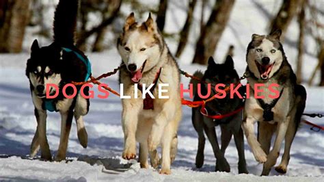 15 Dogs Like Huskies Dogs That Look Like Huskies With Pictures