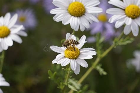 Daisies And A Bee Hd Stock Photo Image Of Desktop Awesome 126523672