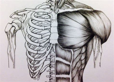 Torso Bonemuscle Study Bone Drawing Body Sketches Anatomy Sketches