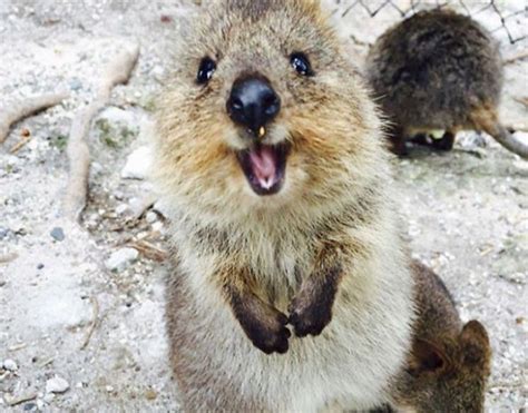 See more ideas about australian animals, marsupial, cute animals. 10 Datos curiosos del Quokka, el animal más feliz del m ...