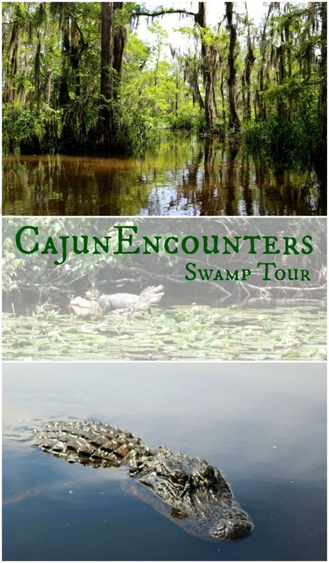 Cajun Encounters Swamp Tour Feed The Alligators Swamp Tours New