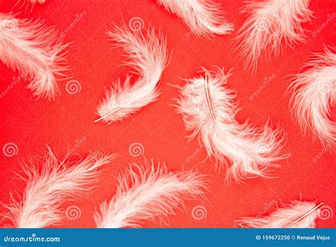 Gentle Soft White Feathers Pattern Over Pastel Background Stock Photo