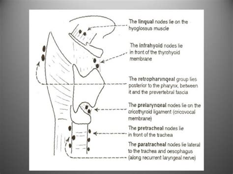 Lymphatics Of Head And Neck