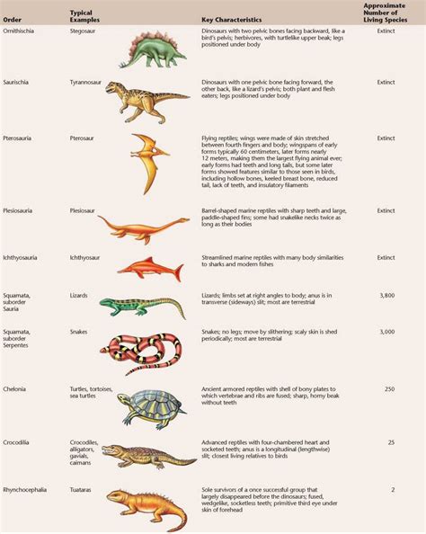 History Of Reptiles