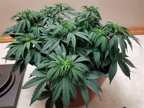To Defoliate An Autoflower Or Not To Defoliate Grow Question By
