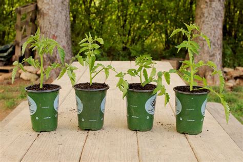 Beefsteak Tomatoes Care And Growing Guide