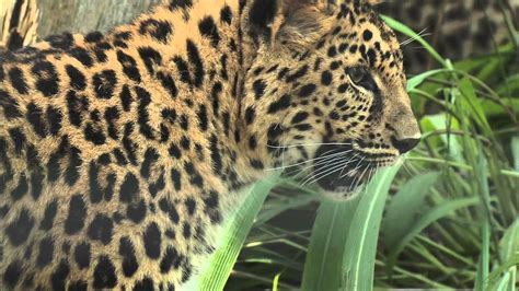 Amur Leopards Pounce Into The San Diego Zoo Youtube