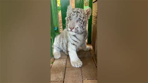 Cute White Tiger Cub Nouman Hassan Tiger Lion Youtube