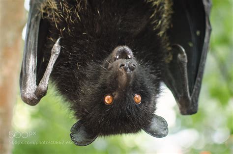 Livingstones Fruit Bat By Andy Catlin 500px