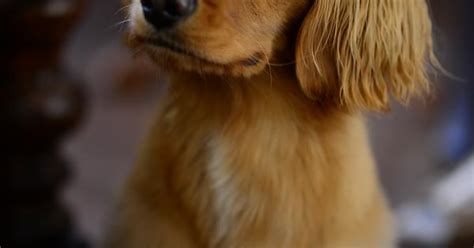 Incredibly Photogenic Dog Imgur