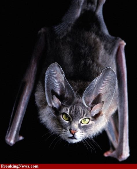 Cat Bat On Tumblr