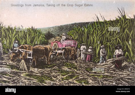 Cutting Sugar Cane Jamaica Hi Res Stock Photography And Images Alamy