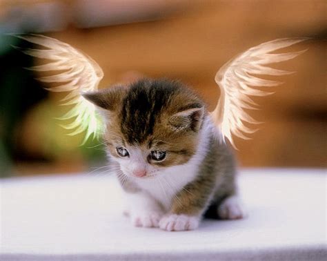 Animal Angel Bing Images Baby Cats Kittens Cutest Kittens Cutest Baby