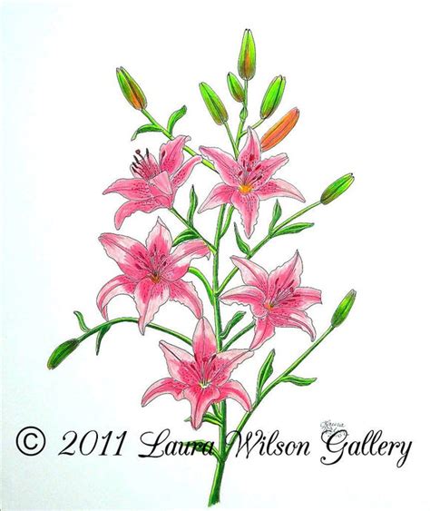 Pencil Drawings Of Tiger Lilies