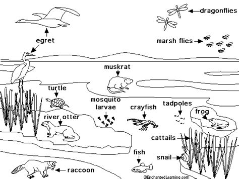 Freshwater Marsh Life Animal Printouts