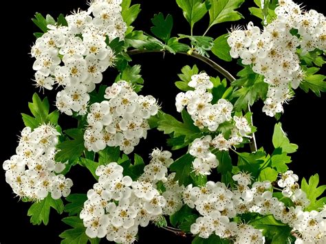 We have been the los angeles flower delivery choice for the entertainment industry and stars since 1978. The Hawthorn Flower: Beautiful and Useful in Healing ⋆ ...