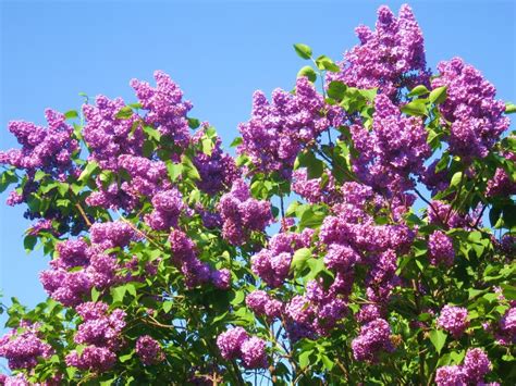 Purple Lilac On Blue Sky Stock Photo Image Of Bloom Flora 9834284