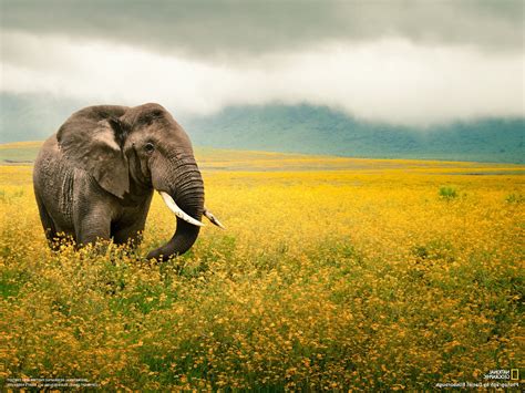 National Geographic Elephants Animals Wallpapers Hd Desktop And
