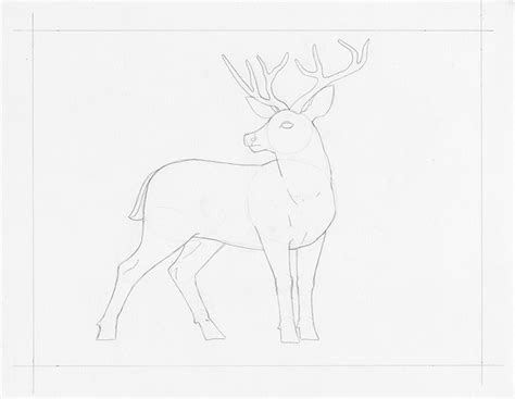 Learn How To Draw A Deer In This Step By Step Tutorial My Modern Met