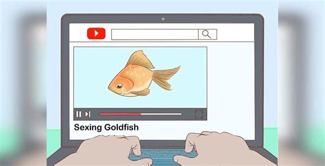 تشخیص جنسیت ماهی آموزش تصویری روش تشخیص جنسیت انواع ماهی ها