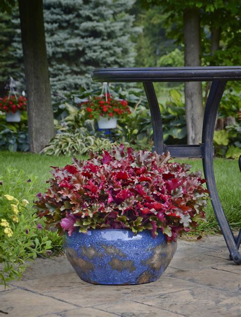 Overwintering Pretty Potted Perennials And Shrubs Proven Winners