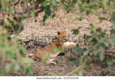 Young Lion Lionet Cub Savannah Dry Stock Photo 2129165534 Shutterstock