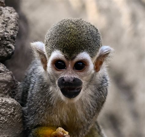 Squirrel Monkey Childrens Zoo San Diego Zoo Joseph Deems Flickr