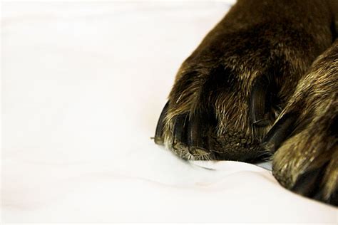 Dog Paws Free Stock Photo Public Domain Pictures