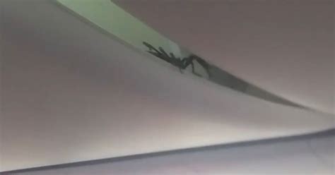 Passengers Terrified As Live Scorpion Crawls Out Of Planes Overhead