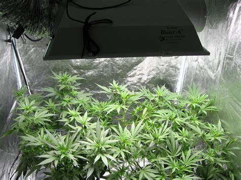 10 Step Cannabis Growing Guide How To Grow Big Buds