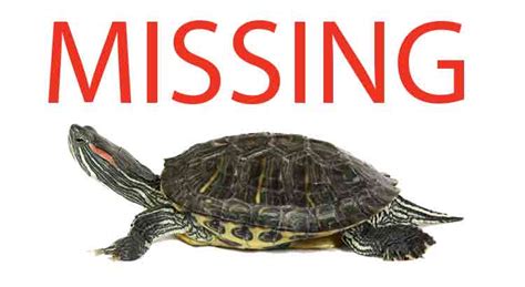 How To Find A Lost Turtle A Guaranteed Method
