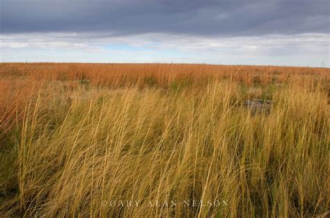 Prairie Grass Minnesota Gary Alan Nelson Photography