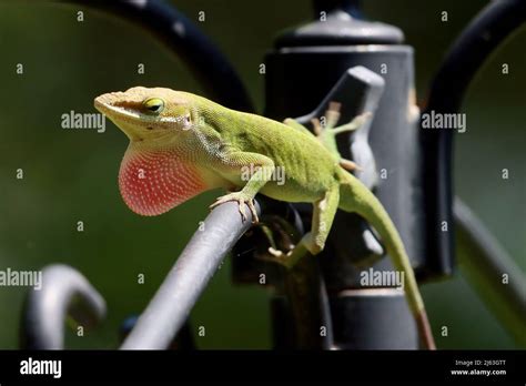 Male Anoles Lizard Hi Res Stock Photography And Images Alamy