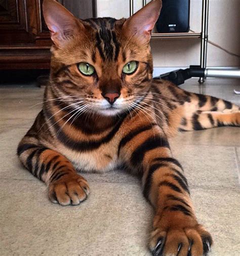 Bengal Cat Price In India Dogs And Cats Wallpaper