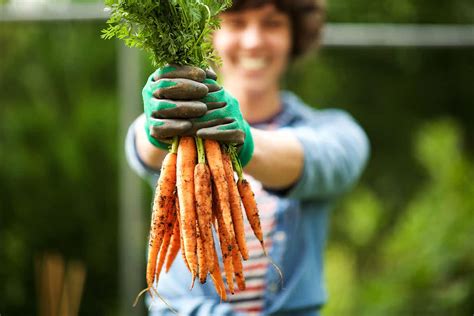 10 Tips For Growing A Huge Carrot Harvest
