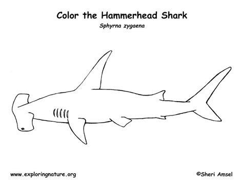 Design tattoos shark drawing and coloring for kids clean lines. Shark (Hammerhead) | Shark coloring pages, Coloring pages ...