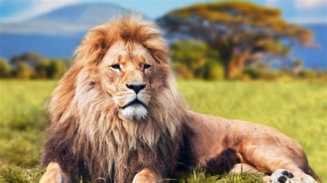 Lion 4k Hd Animals 4k Wallpapers Images Backgrounds Photos And Pictures