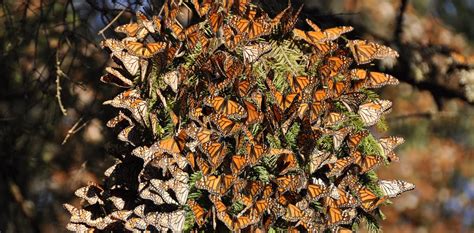 Monarch Butterflies Spectacular Migration Is At Risk And An Ambitious