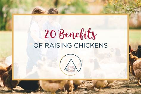 20 Benefits Of Raising Chickens Pros And Cons Our Blue Ridge House