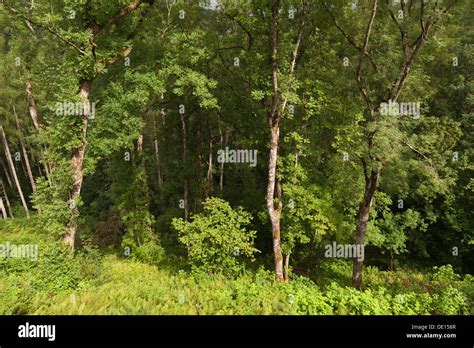 Tall Slender Ash Trees Colonising Steep Ravine Slope At Coed Rheidol