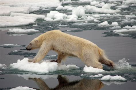 55 Polar Bears Finally Make The Endangered Species List Discover