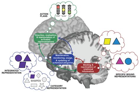 Brain Sciences Free Full Text Dynamic Hippocampal And Prefrontal