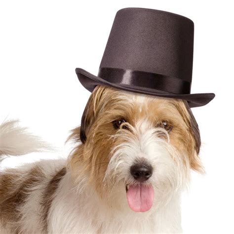 Black Top Hat For Dogs For Wedding Ceremonies Dog Hat Wedding Top